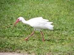 A crane-ish bird near the fields