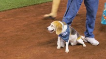 It was bark at the park night